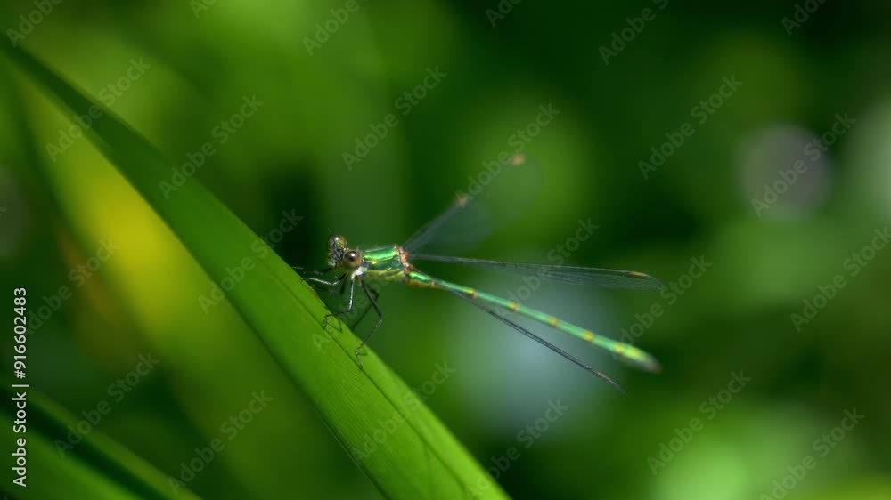 A dragonfly sits on a green reed leaf. Green flora and fauna of nature. A dragonfly sits on a green reed leaf. Green flora and fauna of nature.