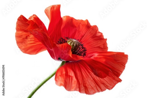 Single red poppy flower isolated on white background.