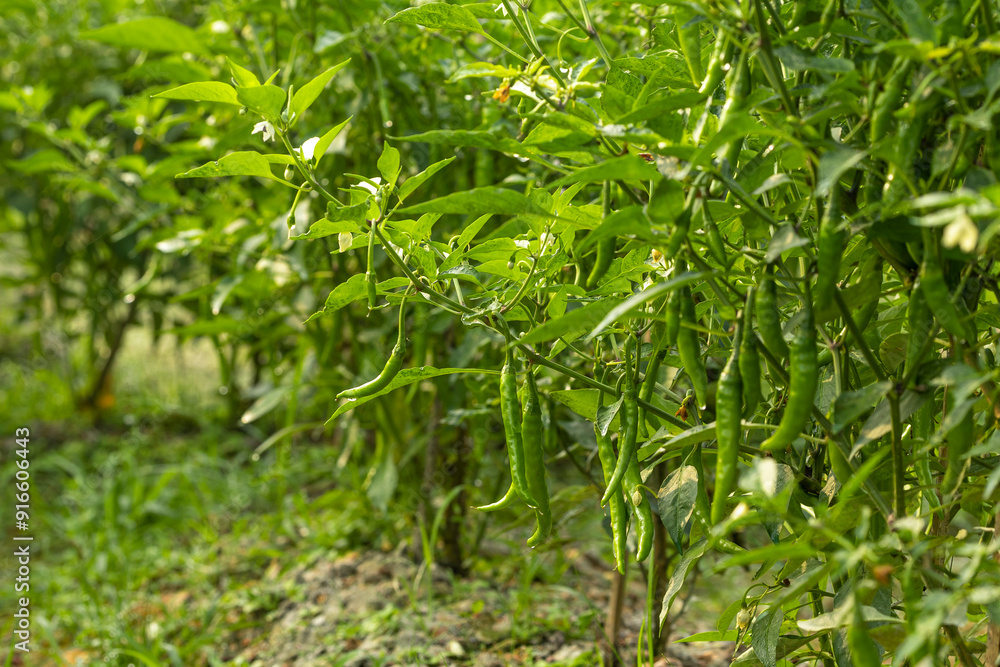 Ripe green chilli on a tree in Bangladesh. Green chilli and red chilli plant in agricultural garden. Ripe green chilli on a tree in Bangladesh. Green chilli and red chilli plant in agricultural garden.