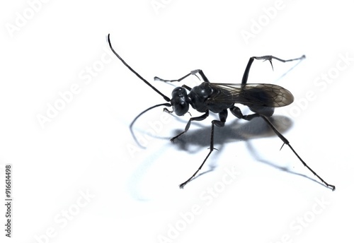 Tableau sur toile Agenioideus cinctellus, spider wasp insect, studio shot, isolated on white backg