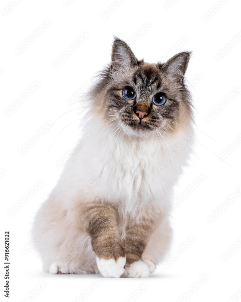 Charismatic young adult Sacred Birman cat, sitting up facing front. Leaning forwards with paw playfully lifted. Looking beside camera with blue eyes. Isolated on a white background. Charismatic young adult Sacred Birman cat, sitting up facing front. Leaning forwards with paw playfully lifted. Looking beside camera with blue eyes. Isolated on a white background.