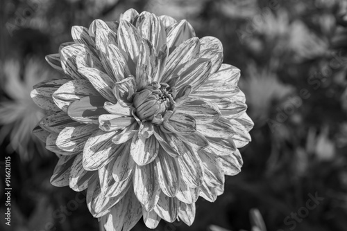 DAhlienblüte im Münsterland