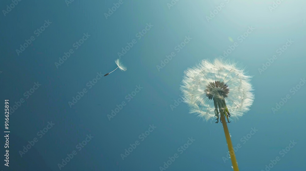 Fototapeta premium Dandelion Seeds Drifting in the Wind