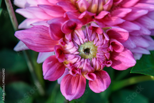 DAhlienblüte im Münsterland