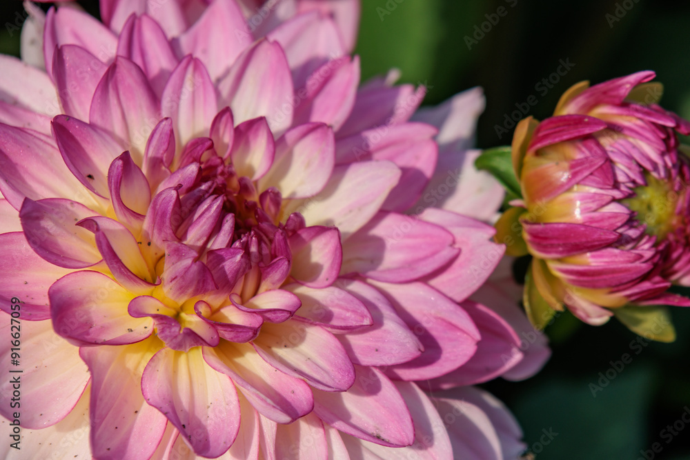 DAhlienblüte im Münsterland DAhlienblüte im Münsterland