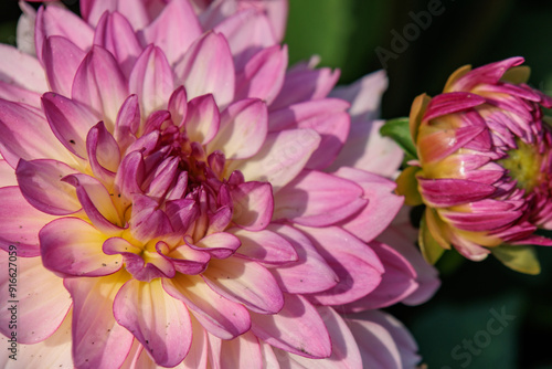 DAhlienblüte im Münsterland