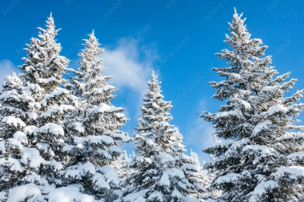 Snow-covered evergreen trees against a bright blue sky, creating a serene winter landscape. Snow-covered evergreen trees against a bright blue sky, creating a serene winter landscape.