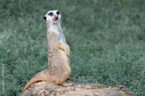 A vigilant meerkat guards its surroundings
