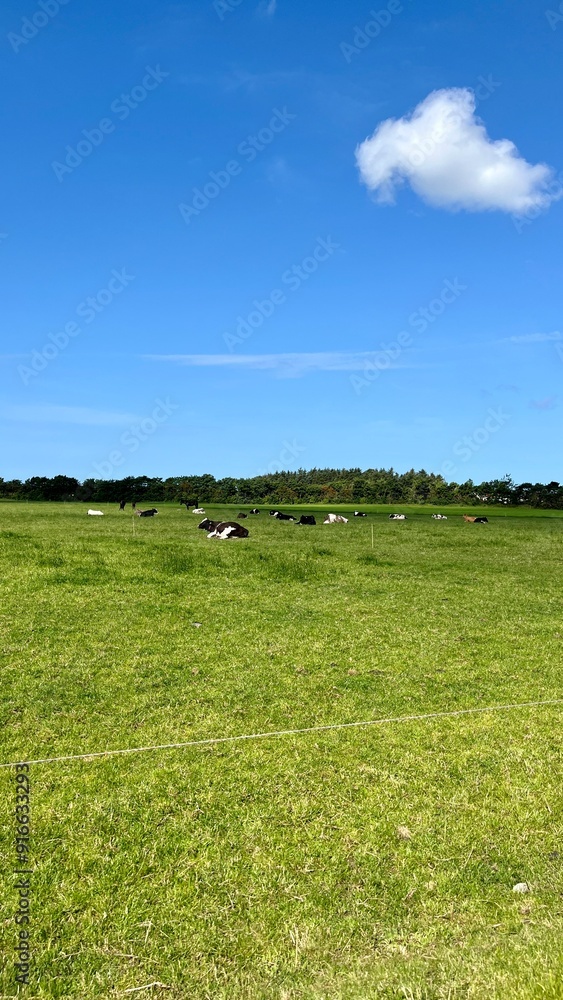 Cows on the Green Pasture. Cows on the Green Pasture.