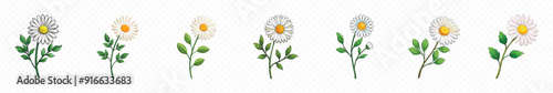 chamomile or daisies isolated on transparent background, White daisy on white background, Beautiful chamomile flower