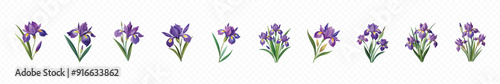 Iris flowers isolated on transparent background, collection iris flower isolated on white background, Iris flowers