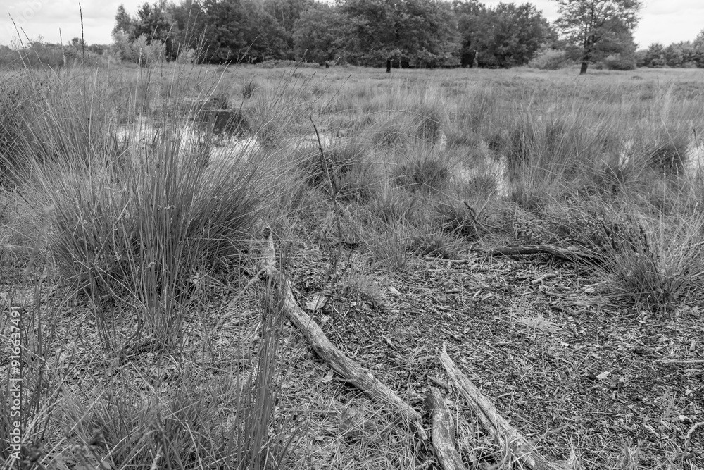 Fototapeta premium Sommerzeit im Achterhoek