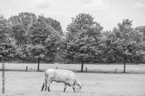 Eibergen in den Niederlanden photo