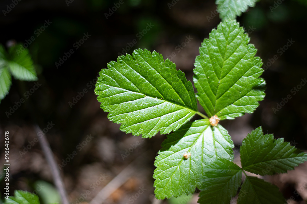 Plants in the forest. Wildlife in the summer. Green plants in the sunlight. Plants in the forest. Wildlife in the summer. Green plants in the sunlight.