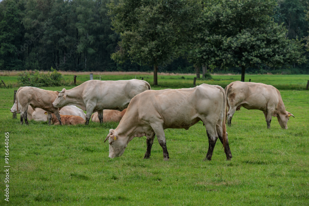 sommer im holländischen Achterhoek sommer im holländischen Achterhoek