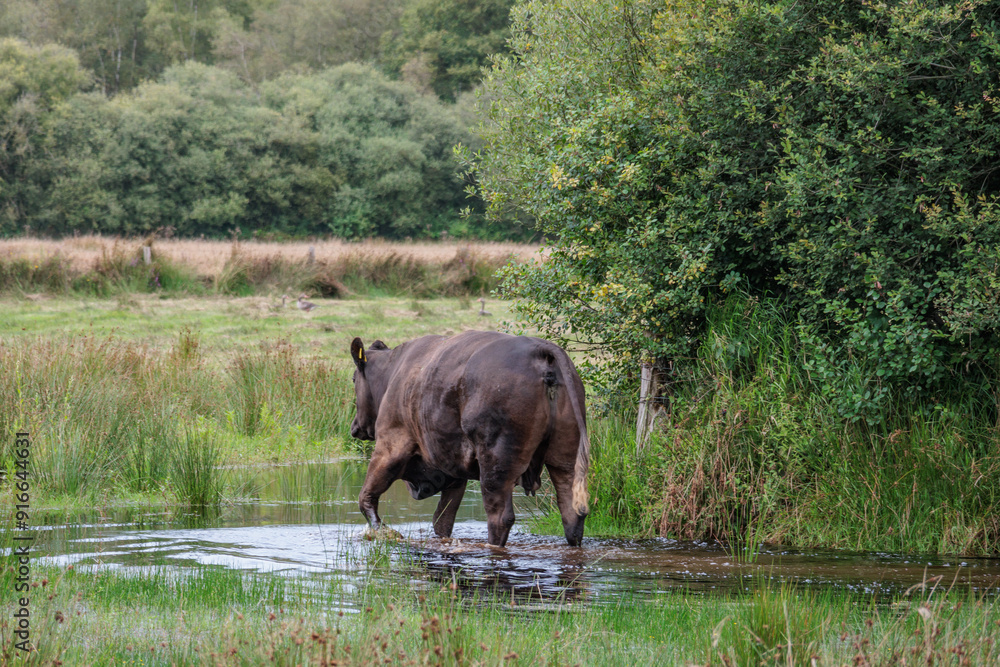 Fototapeta premium sommer im holländischen Achterhoek
