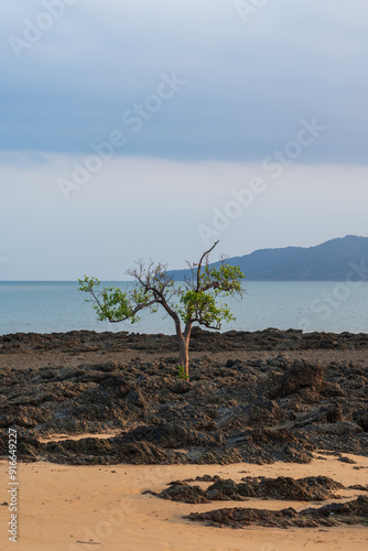 A single tree on the seashore at Ko Phayam island in Ranong, Thailand photo