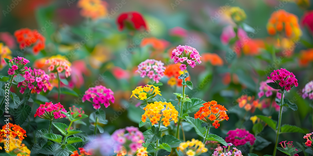 Obraz premium Beautiful flowers background