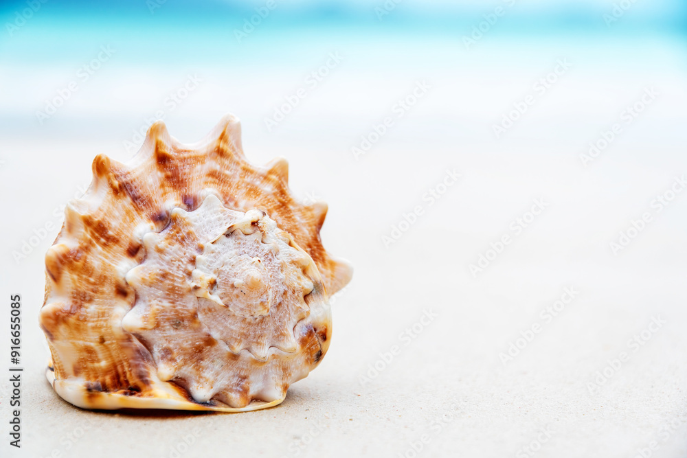 A single seashell lies on a bed of white sand with a blurred blue ocean in the background. Abstract tropical nature backgrounds with copy space A single seashell lies on a bed of white sand with a blurred blue ocean in the background. Abstract tropical nature backgrounds with copy space
