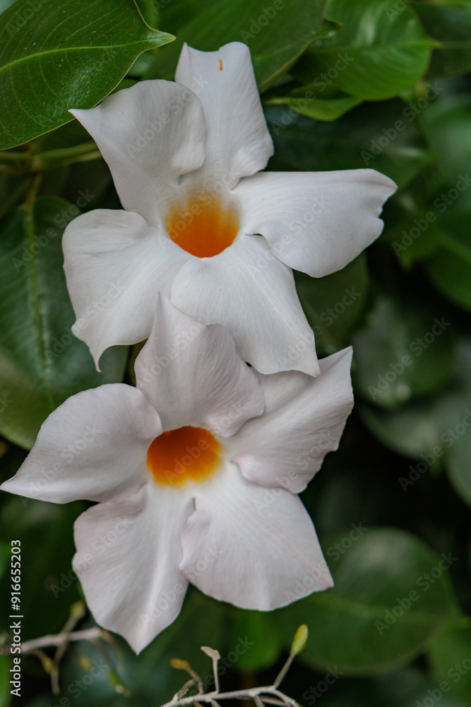 Sommedrzeit im Garten