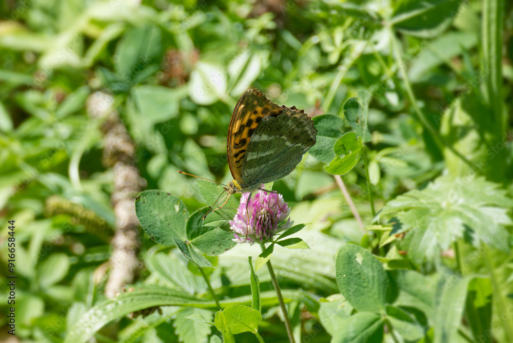 Silver-washed Fritillary butterfly (Argynnis paphia) sitting on pink flower in Zurich, Switzerland Silver-washed Fritillary butterfly (Argynnis paphia) sitting on pink flower in Zurich, Switzerland