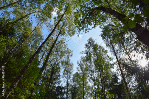 trees in the forest