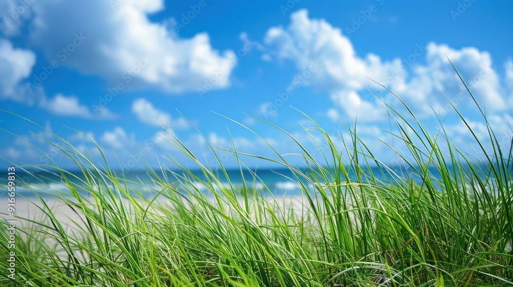 Summer Breeze: Green Grass and Blue Skies Summer Breeze: Green Grass and Blue Skies