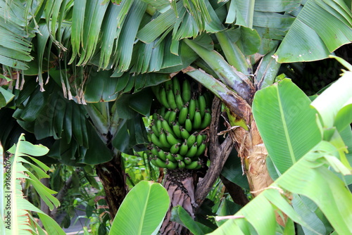 Foto Bananenstaude, Madeira Bananen