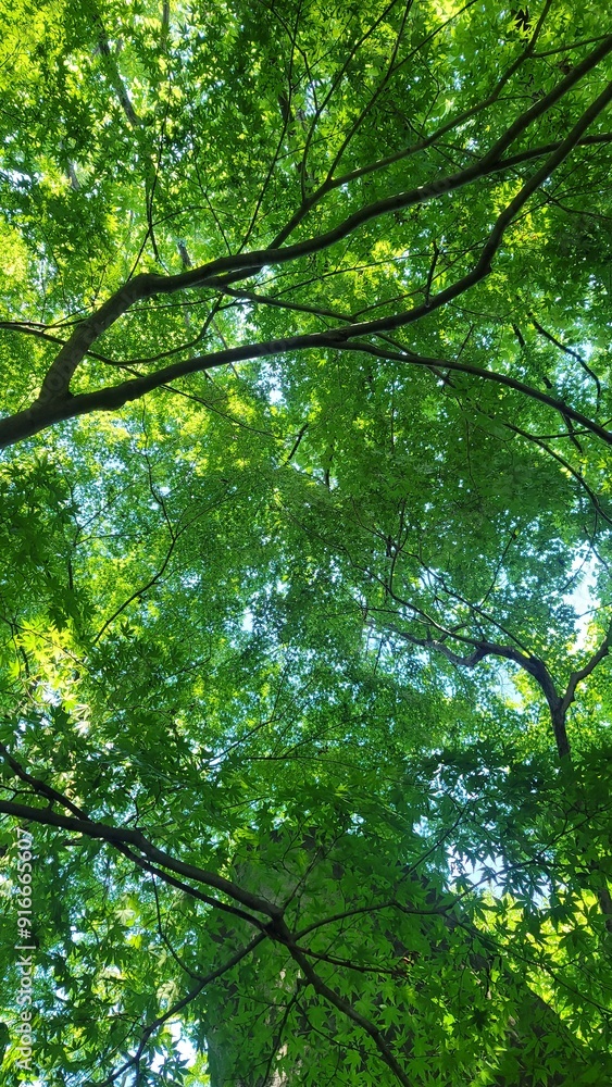 Fototapeta premium イチョウの木・木洩れ日・避暑地／Ginkgo tree, sunlight filtering through the trees, summer resort／은행나무, 나무 빠진 날, 피서지