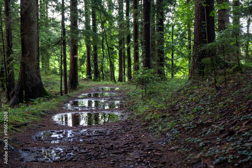 In the forest after the rain . Im Wald nach dem Regen