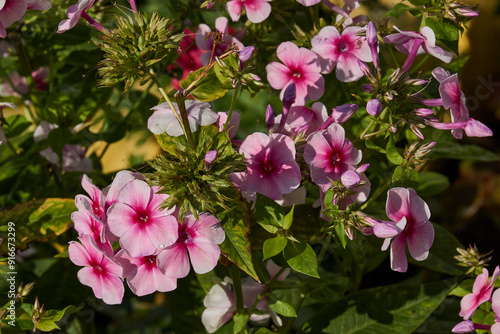 Phloxes blooms in the garden of a country house. Summer.