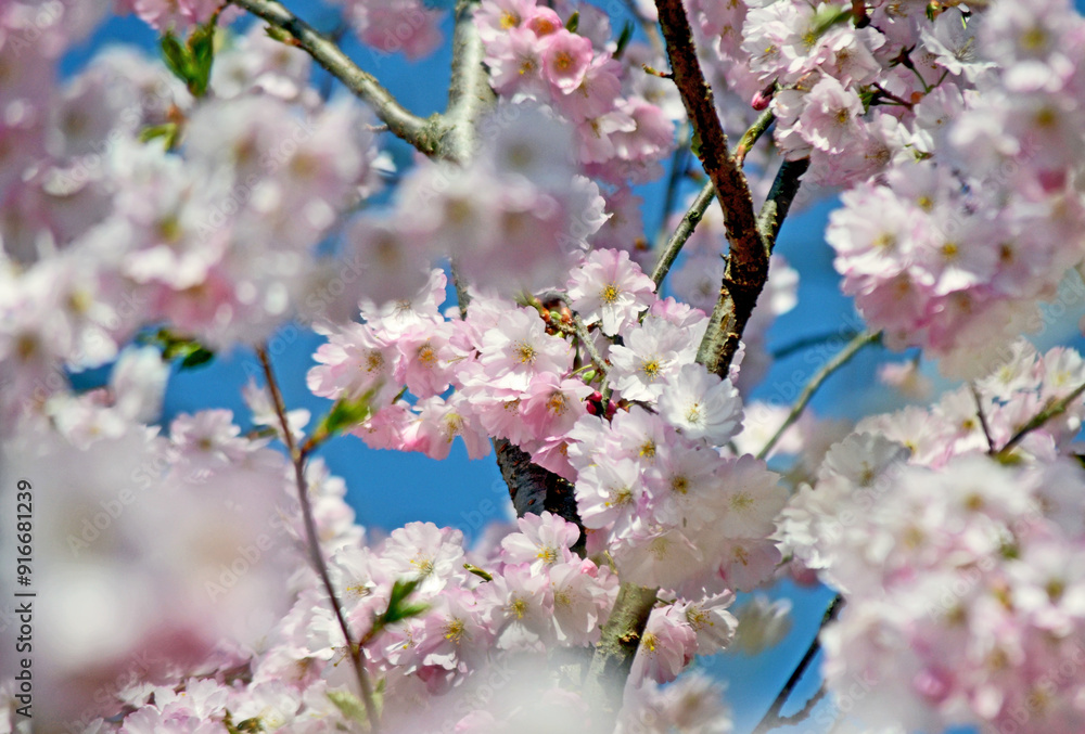 Kirschblüten im Frühling Kirschblüten im Frühling