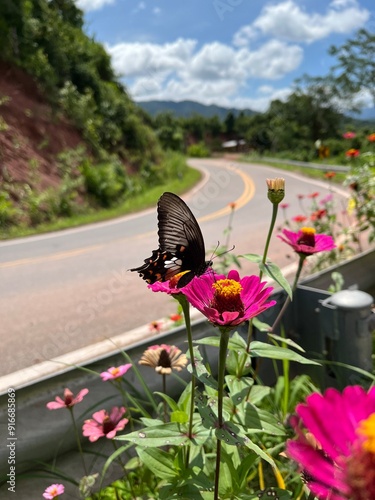 Butterflies are twisting and admiring the flowers that are blooming