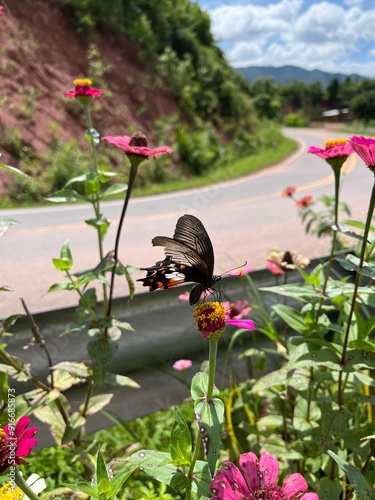 Butterflies are flying to see the blooming flowers