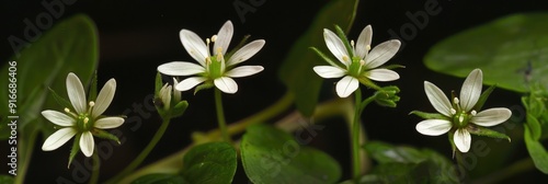 Stellaria media Tiny Flowers of Chickenwort Craches Maruns and Winterweed photo