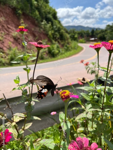 Butterflies are flying to see the blooming flowers