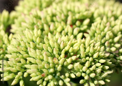 The small flowers of Sedum prominent bloom in late summer.