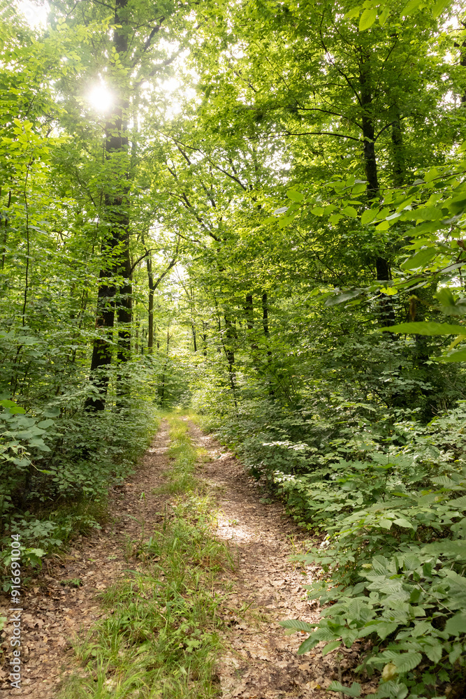 Dirt road in a lush green forest Dirt road in a lush green forest