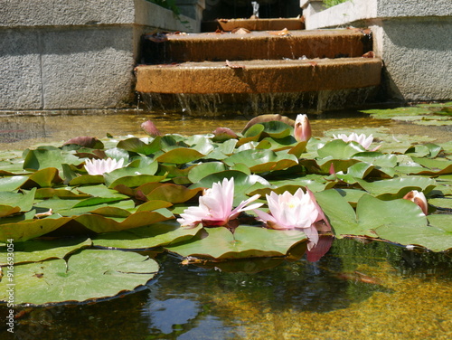 Pond with blooming water lilies. photo