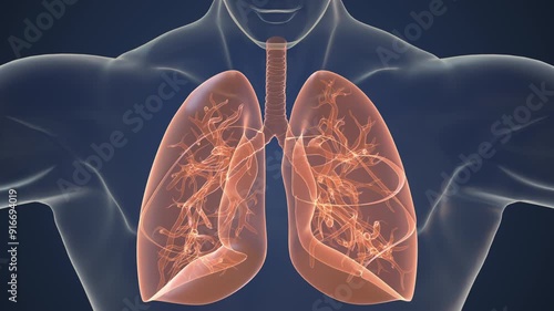 Human respiratory system lungs anatomy