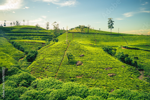 scenery of tea plantation in Haputale, Hill Country, sri lanka photo