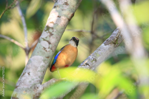 Картината върху платно The mangrove pitta (Pitta megarhyncha) is a species of passerine bird in the family Pittidae native to the eastern Indian Subcontinent and western Southeast Asia