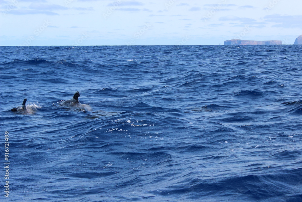 Fototapeta premium Grindwal, Pilotwal,Wale im Meer, Hintergrund, Textur