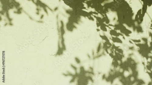 Transparent soft light and shadows from branches, plant, foliage and leaves. Morning sunlight and tree shadows blowing by wind reflecting on wall. Product, advertising. Summer concept. 4k. 