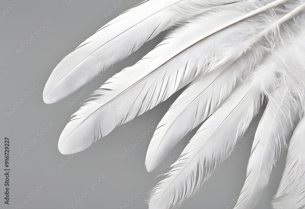 Naklejka premium white feather on black background