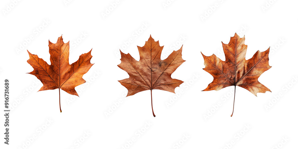 set an old brown maple leaf, white background set an old brown maple leaf, white background