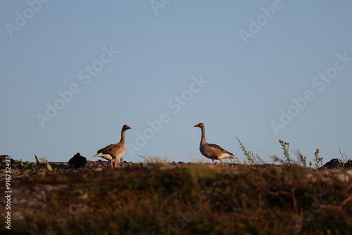 goose in the Ricky west coast photo