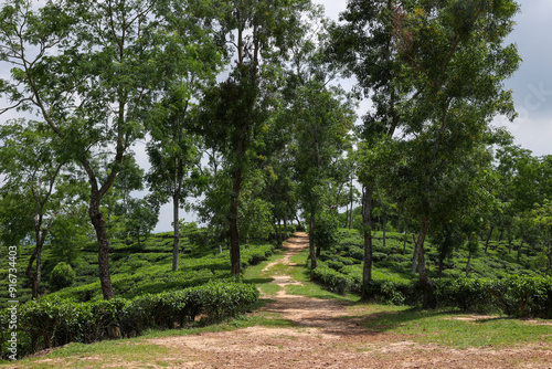 Beautiful view of Srimangal tea garden in Bangladesh photo