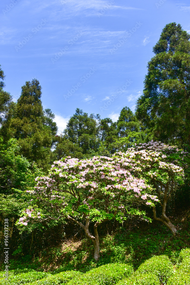 Fototapeta premium Rhododendron on mountains in Summer