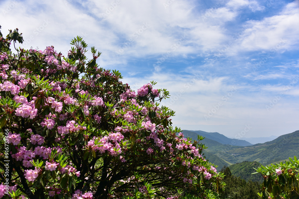 Rhododendron on mountains in Summer Rhododendron on mountains in Summer